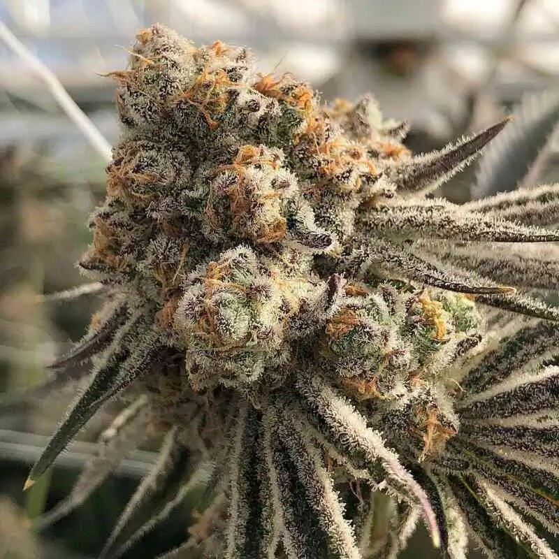 Platinum Scout V2 Feminized by In House Genetics