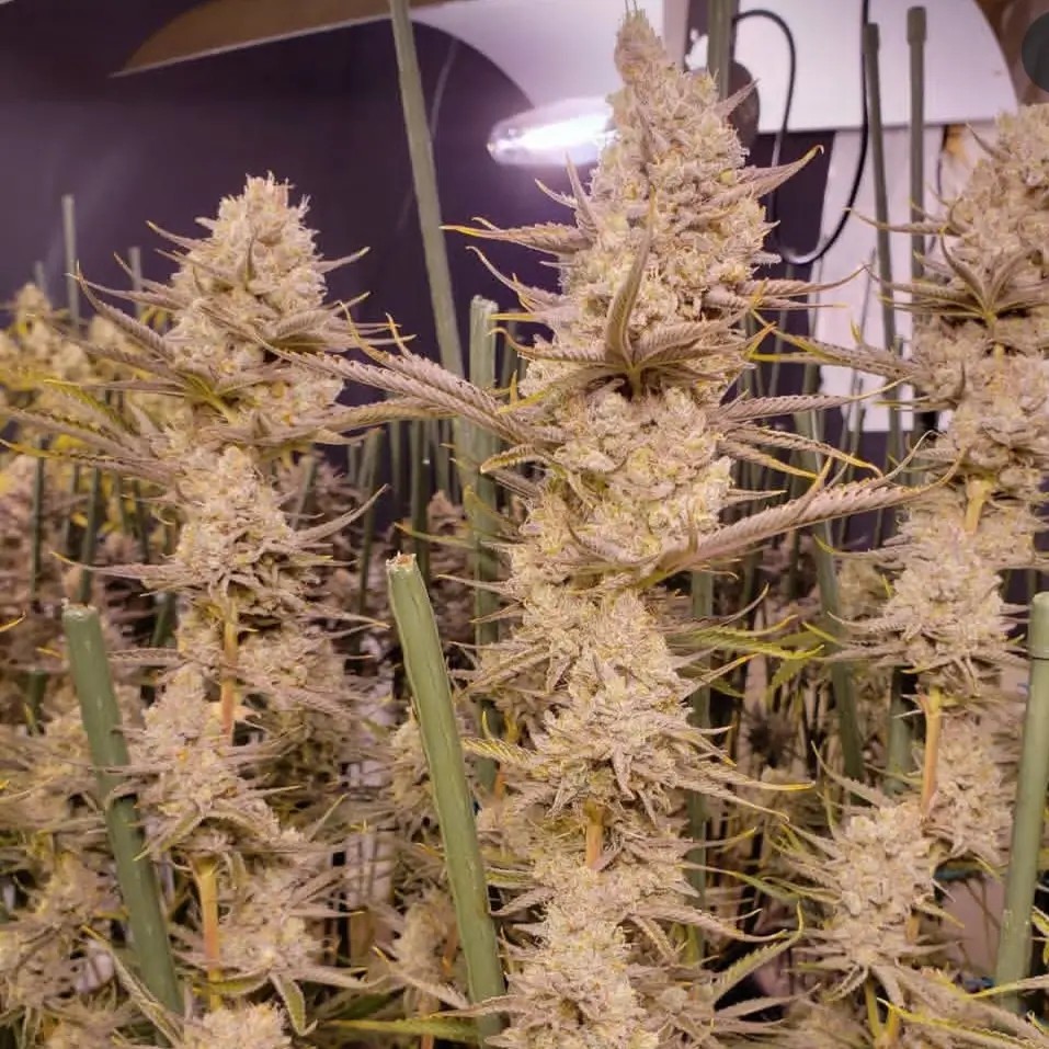 Platinum Valley Feminized by In House Genetics