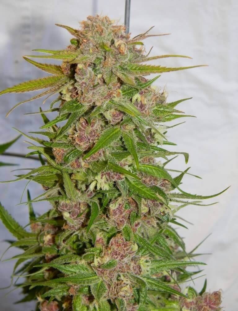 Plushberry Regular by TGA Mz Jill Genetics