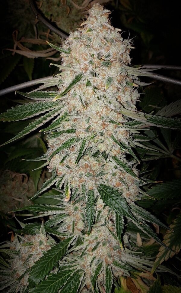 Pluto Cut Autoflower R F3 Autoflower by Ethos Genetics