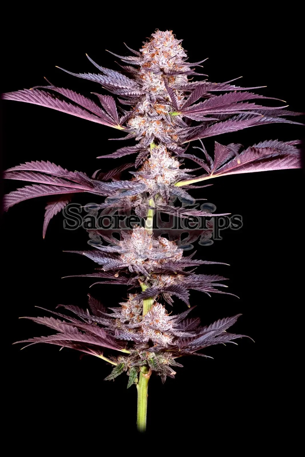 Pluto Feminized by Sacred Terps