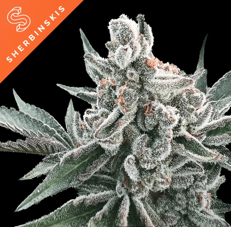 Polar Gelato Auto by Sherbinskis Autoflower by Silent Seeds