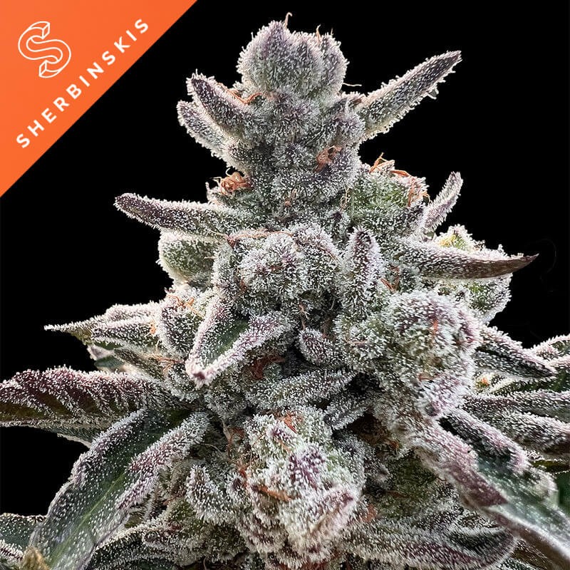Polar Gelato by Sherbinskis Feminized by Silent Seeds