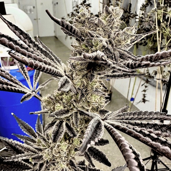Pop Star Feminized by Exotic Genetix
