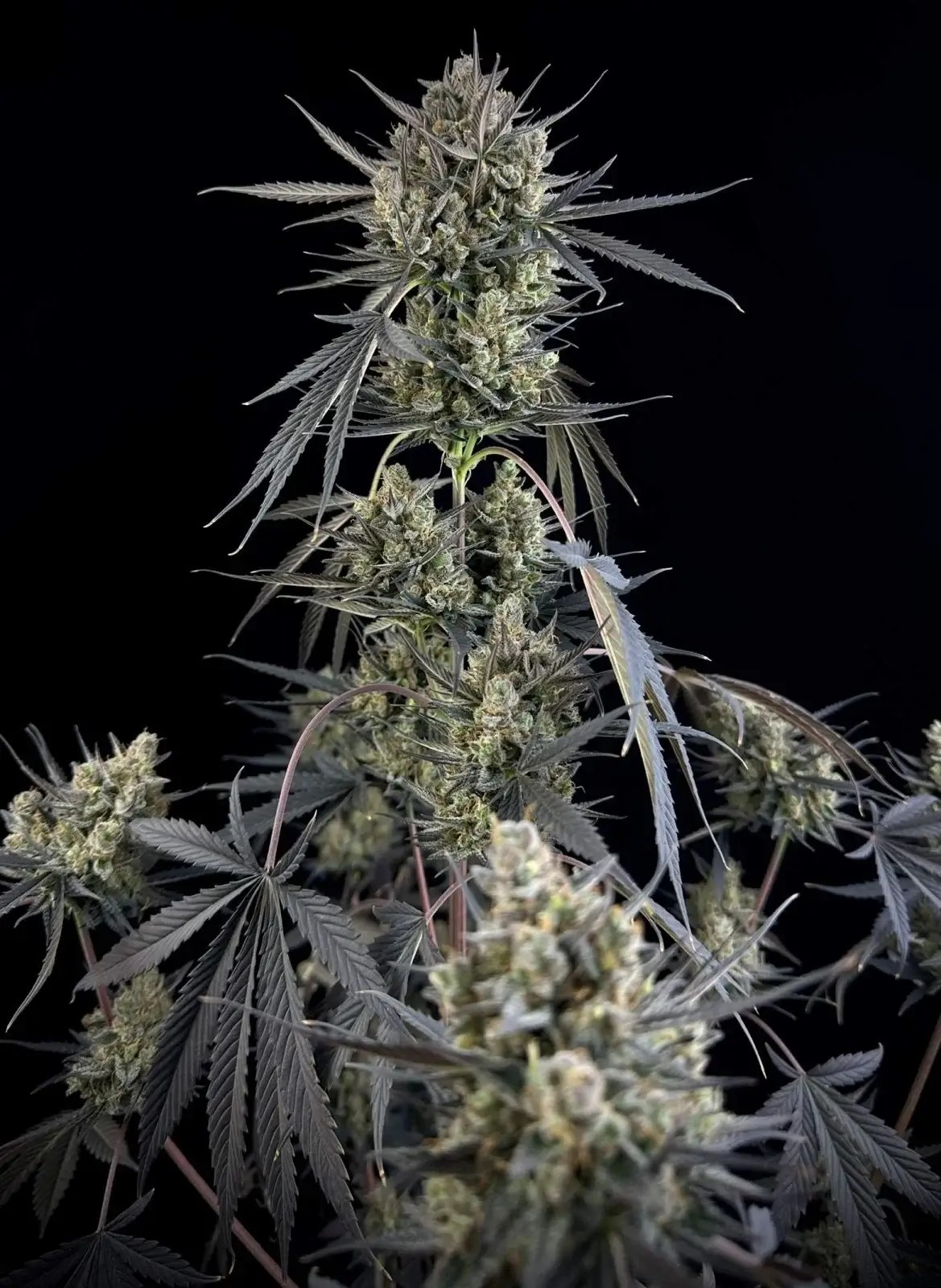 Pound Cake Auto Autoflower by Fast Buds