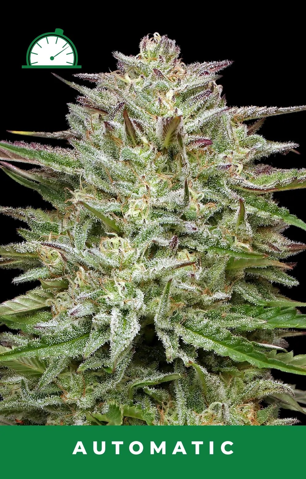 Pound Town Auto Autoflower by Humboldt Seed Company