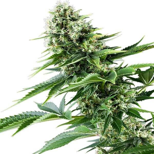 Power Flower Feminized by Royal Queen Seeds