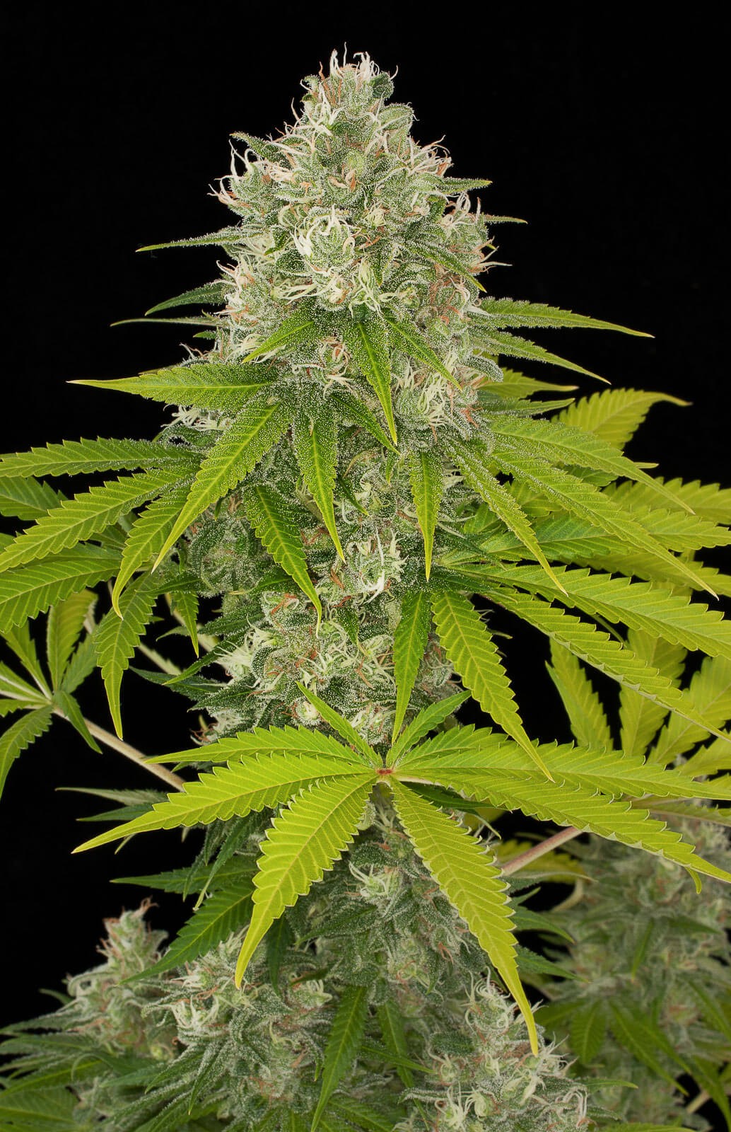 Power Kush Feminized by Dinafem