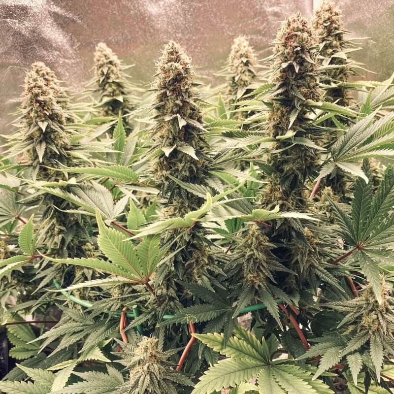 Power Plant Feminized by Dutch Passion