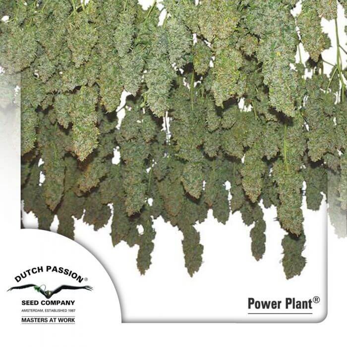 Power Plant Regular by Dutch Passion