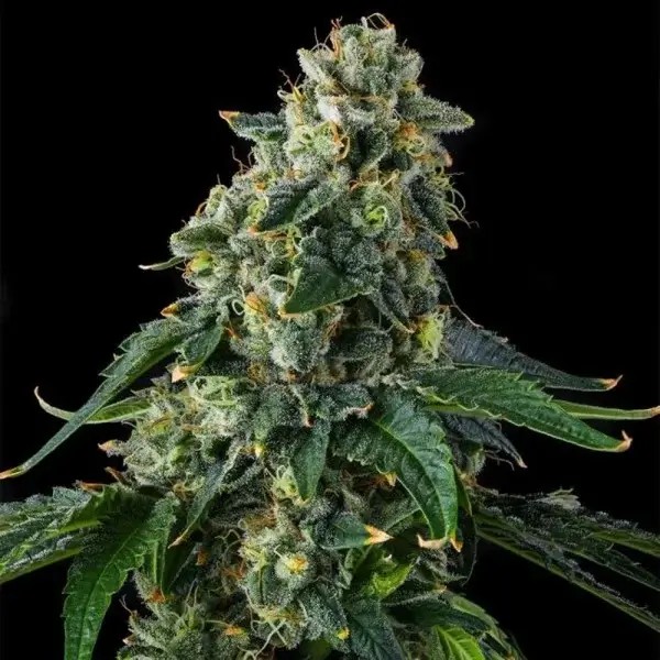 Presidential Pardon Feminized by Compound Genetics