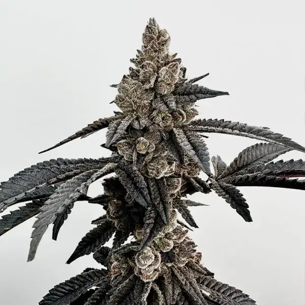 Primetime Feminized by Exotic Genetix