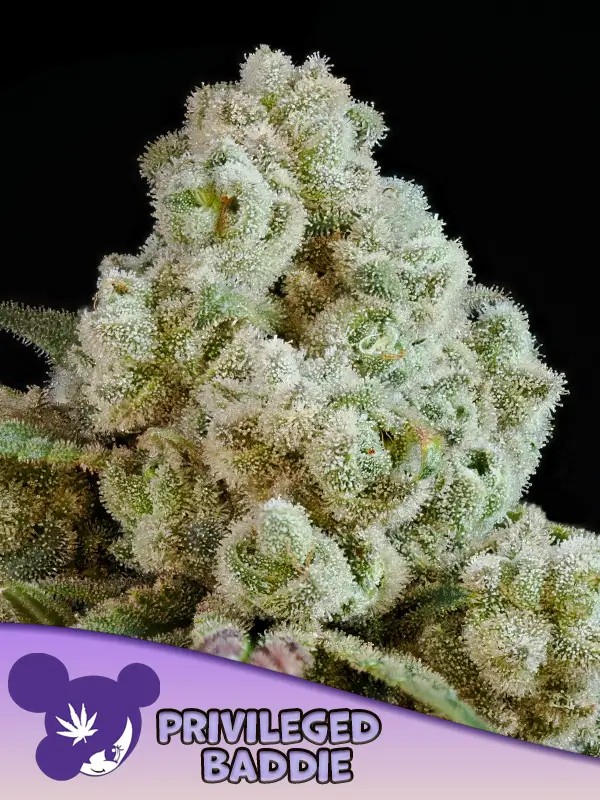 Privileged Baddie Feminized by Anesia Seeds
