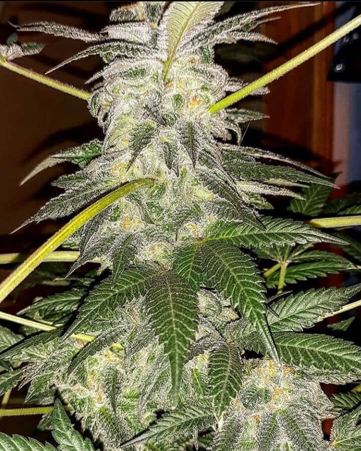 Problem Child Regular by Jinxproof Genetics