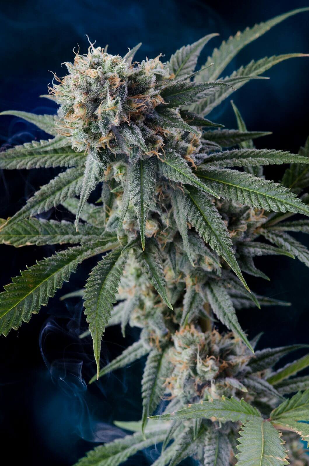 Professor Chaos Regular by Homegrown Natural Wonders