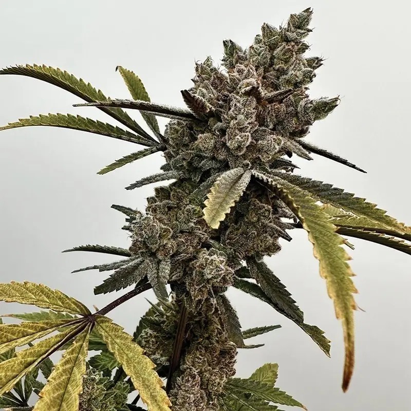 Project 9 Feminized by Exotic Genetix