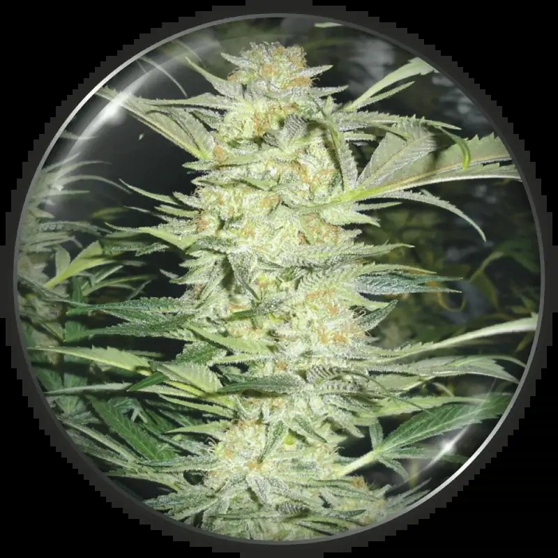 Prozack Feminized by Medical Seeds