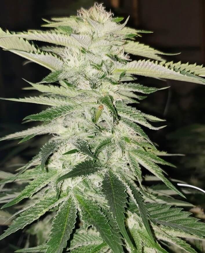 Pucker Punch Regular by Jinxproof Genetics