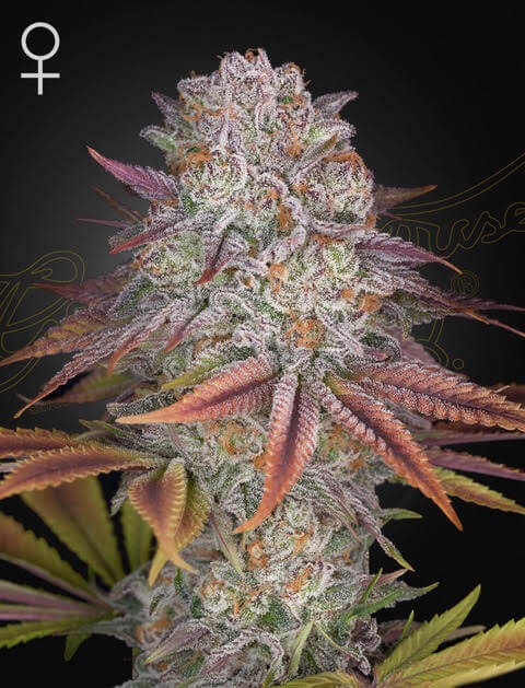 Pulp Friction Feminized by Green House seeds