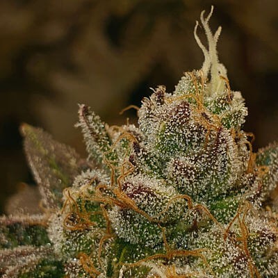 Punch Breath Feminized by Paisa Seeds