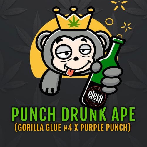 Punch Drunk Ape Feminized by Elev8 Seeds