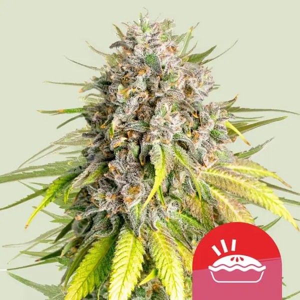 Punch Pie - Tyson 2.0 Feminized by Royal Queen Seeds