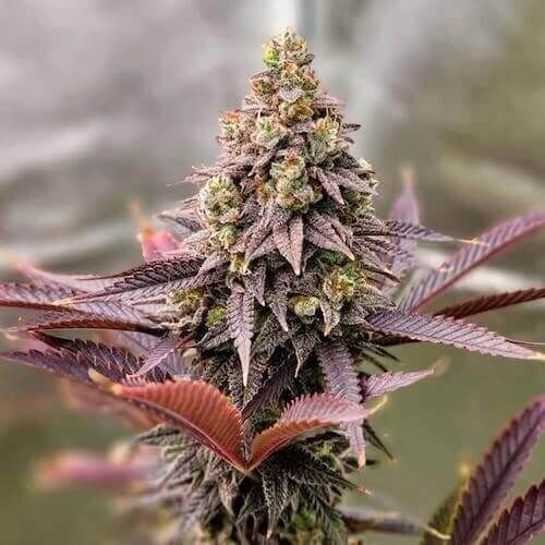 Punchberry Cookies Rbx Feminized by Ethos Genetics