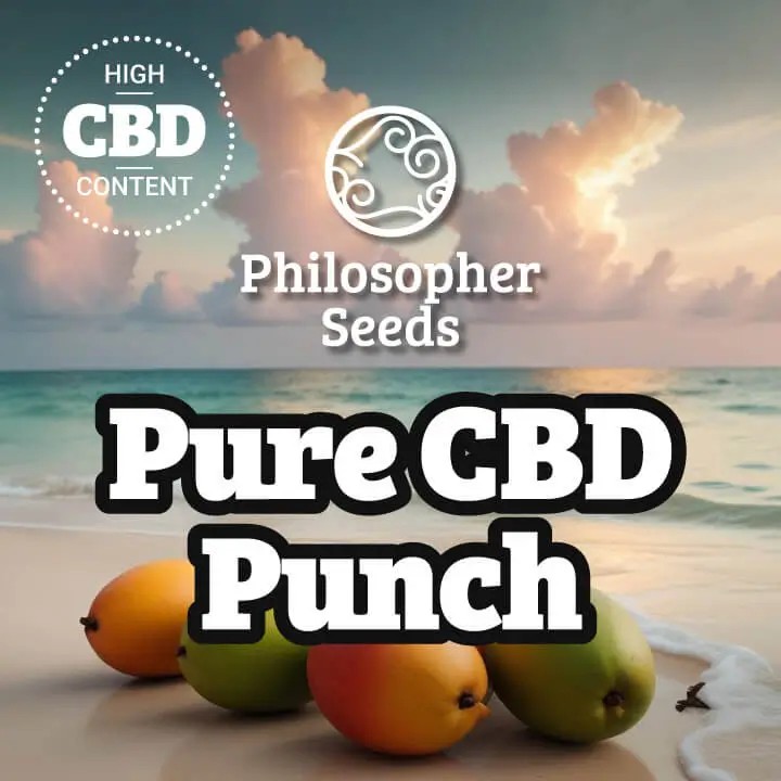 Pure CBD Punch Feminized by Philosopher Seeds