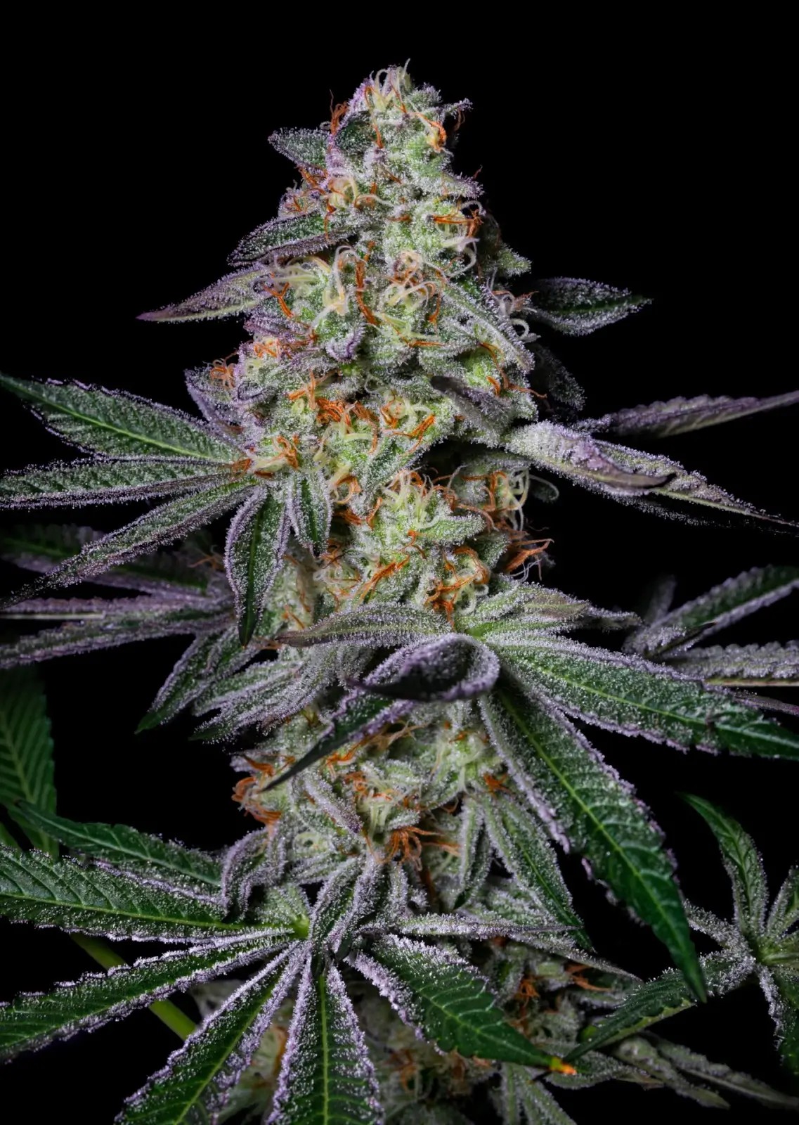 Pure Glitter Feminized by Pure Instinto