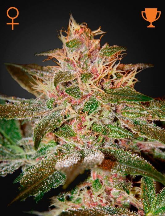 Pure Kush Feminized by Green House seeds