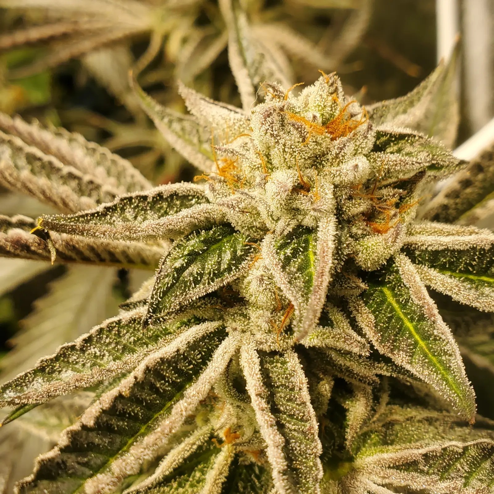 Pure Michigan Feminized by Philosopher Seeds