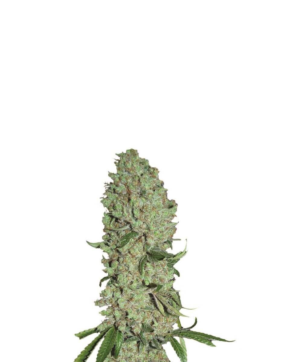 Pure Power Plant Feminized by Nirvana