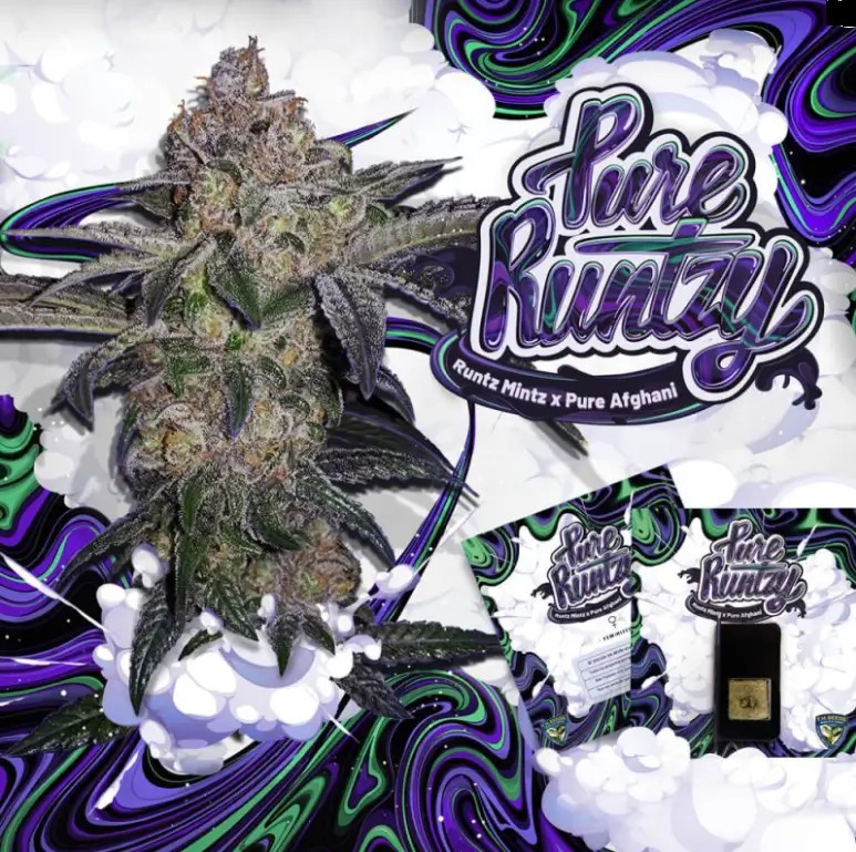 Pure Runtzy Feminized by T.H. Seeds