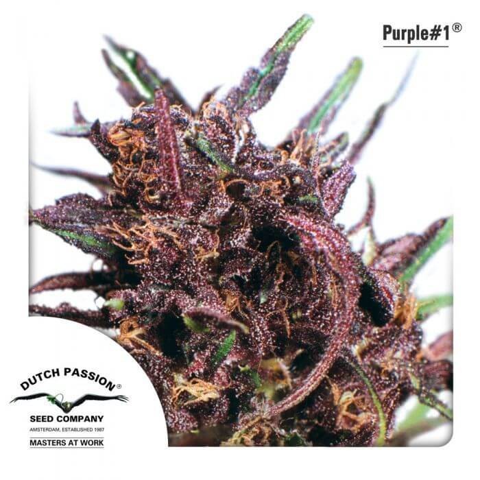 Purple #1 Regular by Dutch Passion