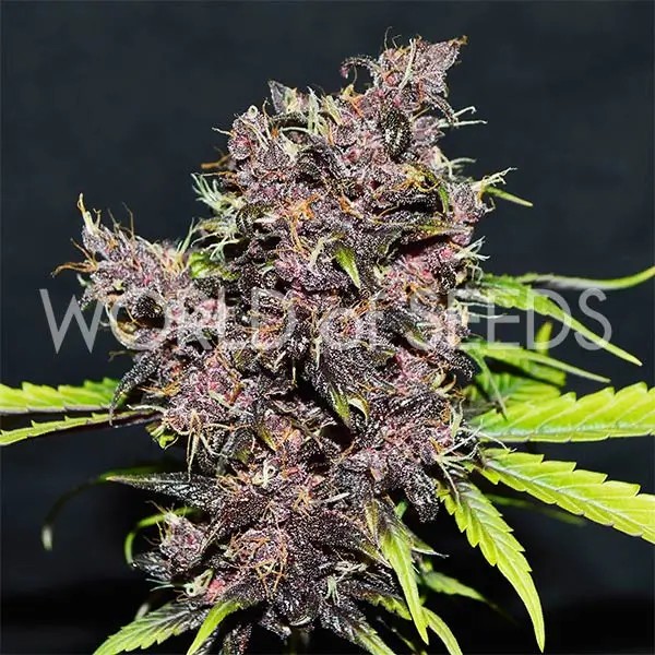Purple Afghan Kush Ryder Autoflower by World of Seeds