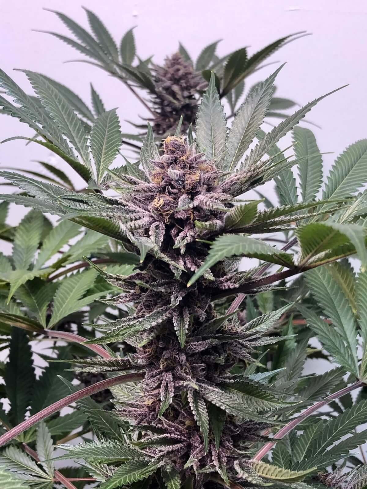 Purple Afghani Kush Feminized by TGA Mz Jill Genetics
