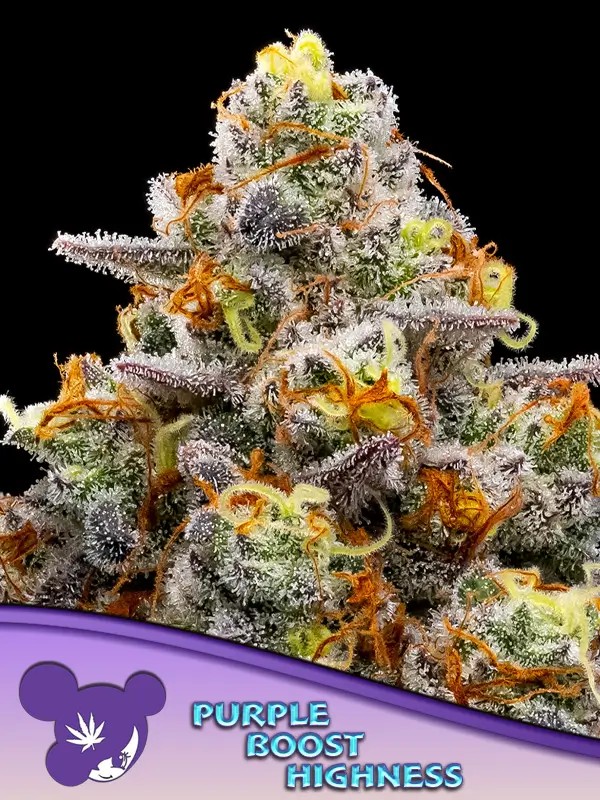 Purple Boost Highness Feminized by Anesia Seeds