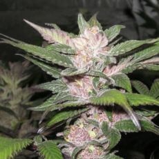 Purple Chem Feminized by The Cali Connection