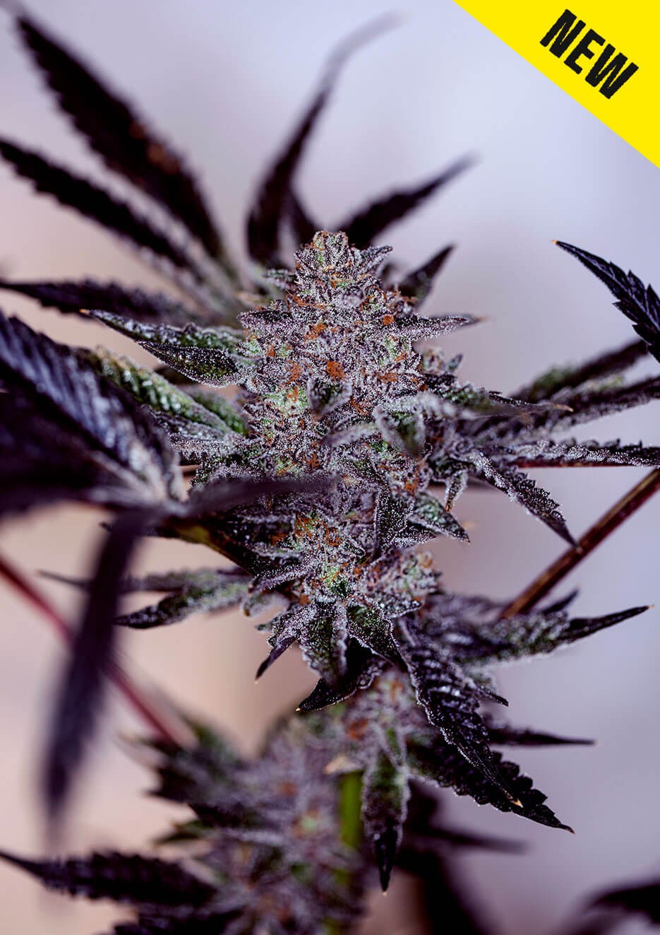 Purple Cherry Auto Autoflower by Positronics