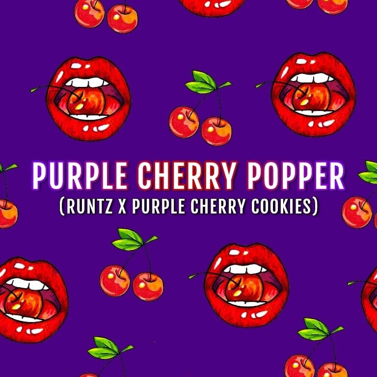 Purple Cherry Popper Feminized by Elev8 Seeds