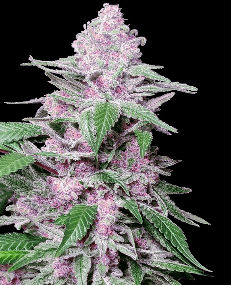 Purple Cookie Kush Feminized by Sensi Seeds