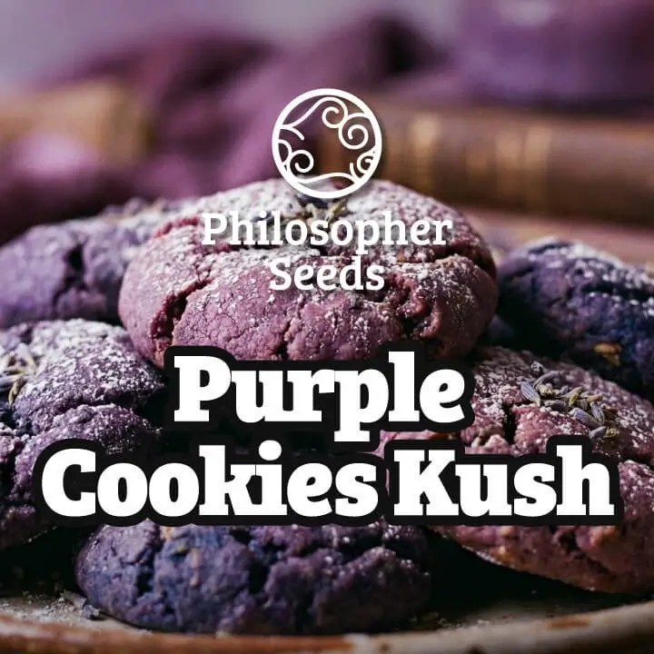 Purple Cookies Kush Feminized by Philosopher Seeds