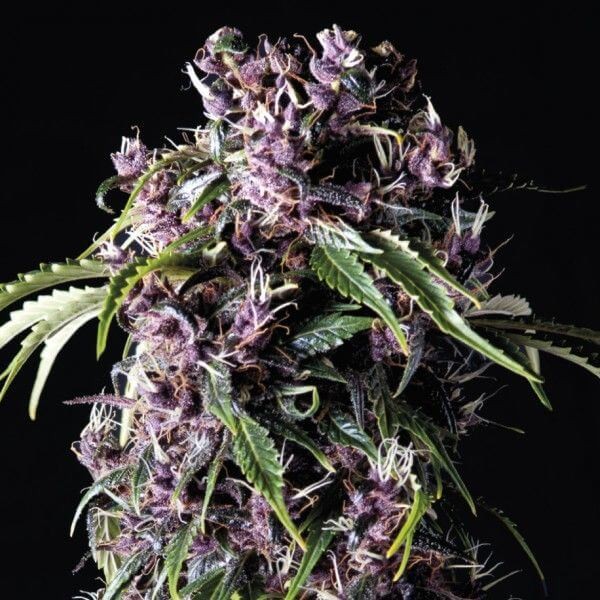 Purple Feminized by Pyramid Seeds
