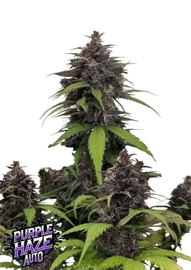 Purple Haze Auto Autoflower by Fast Buds
