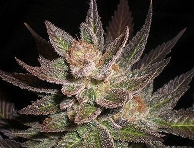 Purple Haze Feminized by G13 Labs