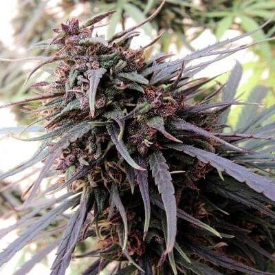 Purple Haze x Malawi Feminized by Ace Seeds