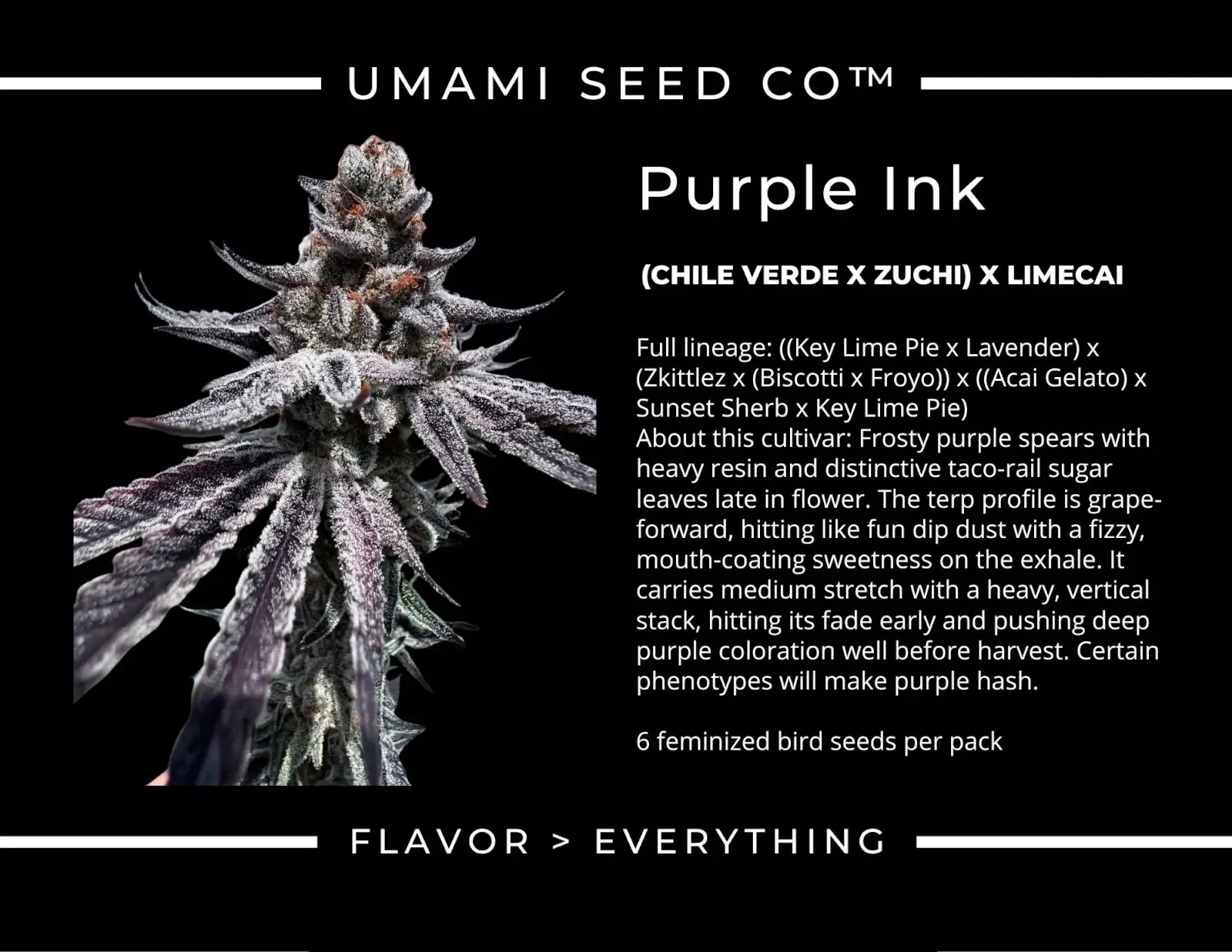 Purple Ink Feminized by Umami Seeds Co