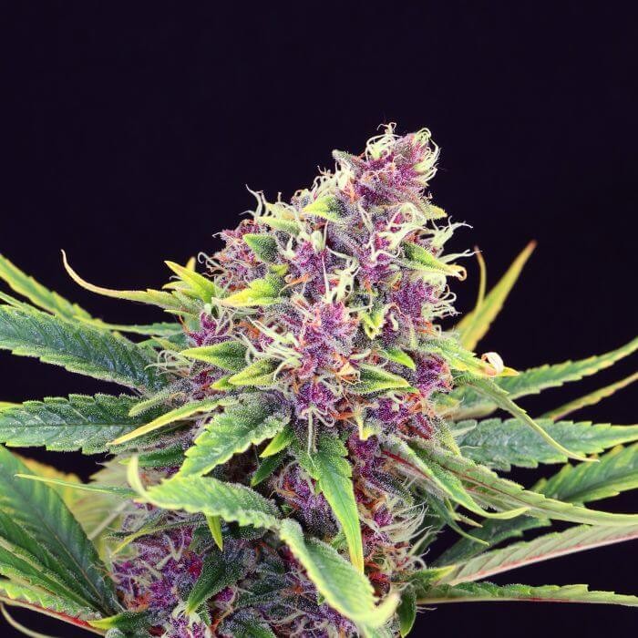 Purple Kush Feminized by Kannabia
