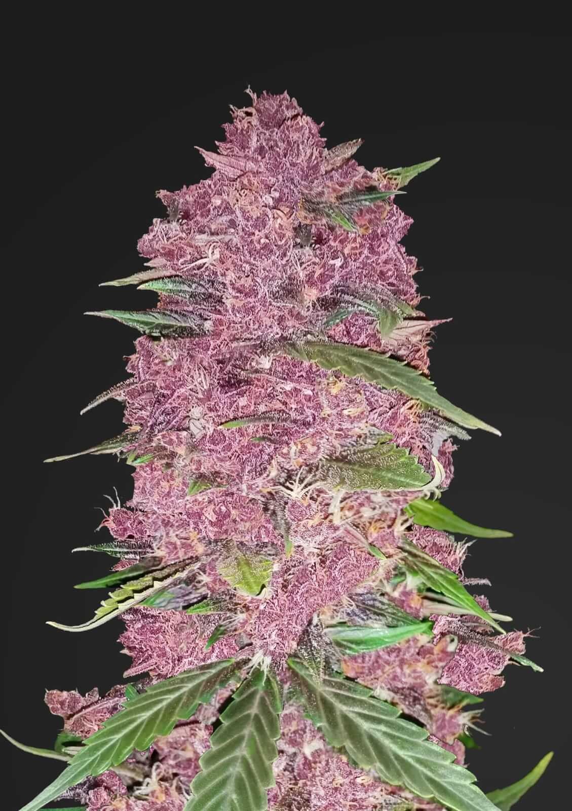 Purple Lemonade Auto Autoflower by Fast Buds