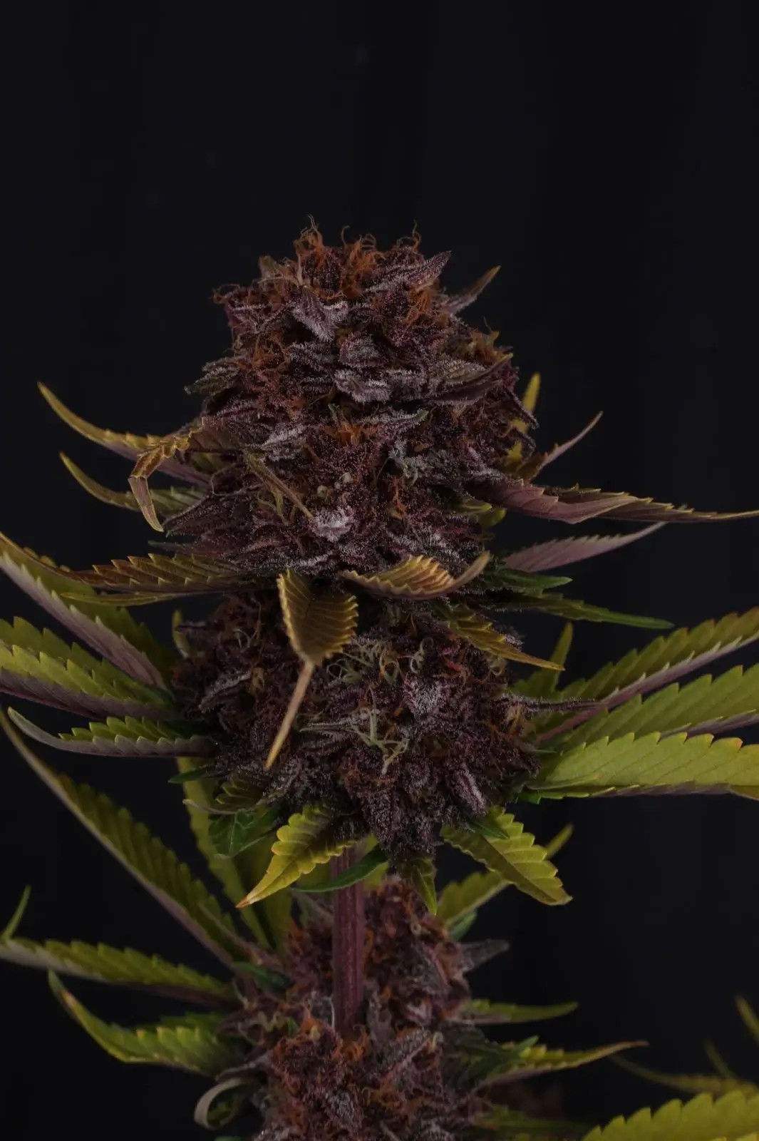 Purple Lemonade Auto RF3 Autoflower by Fast Buds